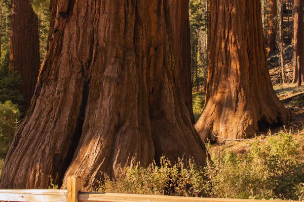 Autumnal Landscape Yosemite National Park California Verenigde Staten Hoge Kwaliteit — Stockfoto