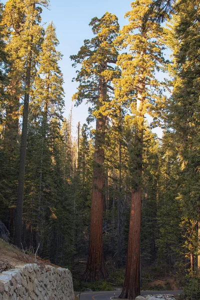 Paisaje Otoñal Del Parque Nacional Yosemite California Estados Unidos Foto — Foto de Stock