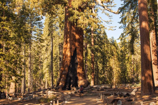 Podzimní přírodní krajina z Yosemitského národního parku, Kalifornie, Spojené státy — Stock fotografie