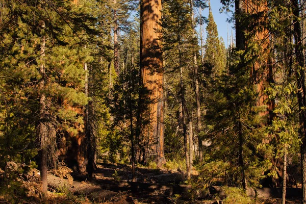 Autumnal natural landscape from Yosemite National Park, California, Verenigde Staten — Stockfoto