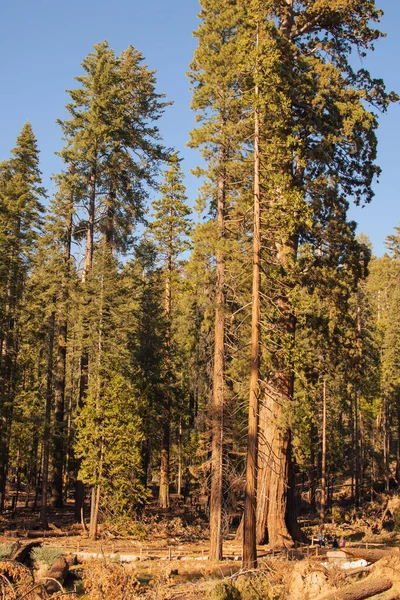 Открытый природный ландшафт из Национального парка Йосэмит, Калифорния, США — стоковое фото