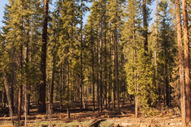 Yosemite Ulusal Parkı, Kaliforniya, ABD 'den sonbahar doğal manzarası
