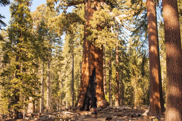 Paisaje natural otoñal del Parque Nacional Yosemite, California, Estados Unidos — Foto de Stock