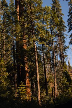 Yosemite Ulusal Parkı, Kaliforniya, ABD 'den sonbahar doğal manzarası