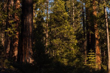 Yosemite Ulusal Parkı, Kaliforniya, ABD 'den sonbahar doğal manzarası