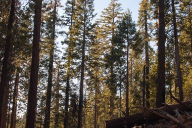 Yosemite Ulusal Parkı, Kaliforniya, ABD 'den sonbahar doğal manzarası