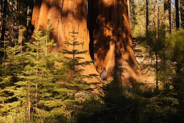 Autumnal natural landscape from Yosemite National Park, California, Verenigde Staten — Stockfoto