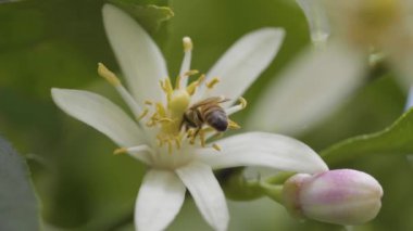 Arı, limon ağacındaki beyaz bir çiçekten polen topluyor. Arjantin 'de arılar polen toplamaya başlıyor. Yavaş çekim videosu.