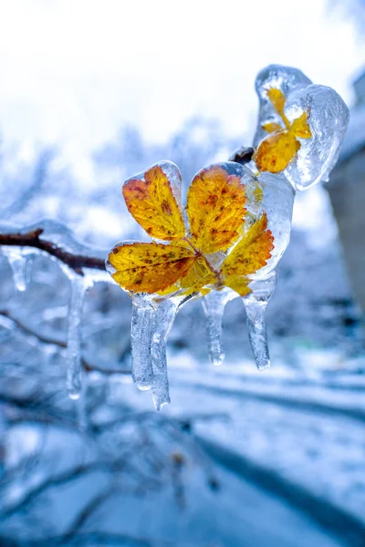 Hoja de naranja seca creciendo en una rama cubierta de hielo —  Fotos de Stock