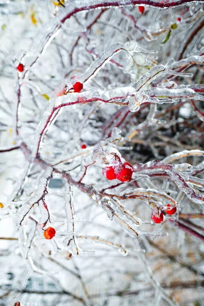 Winter mood. Berry in ice. Natural freezing rain. Heavy freezing rain. ice cover. Ice berry. Icicles on frozen berries — Stock Photo, Image