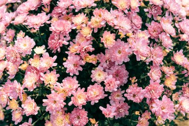 Aranth renkli kasımpatının yüzeyi. Duvar kağıdı. Pembe renk