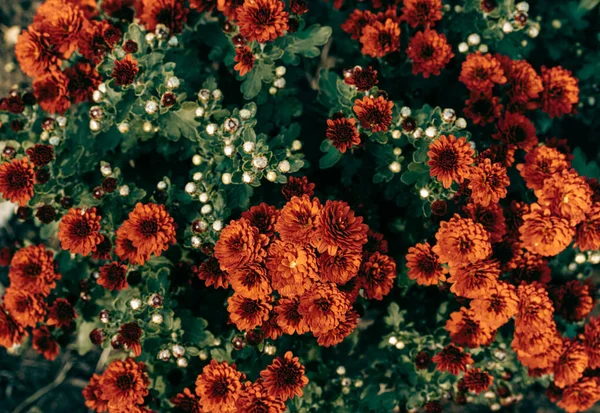 Az amaranthszínű krizantém felszíne. Tapéta. Narancs — Stock Fotó