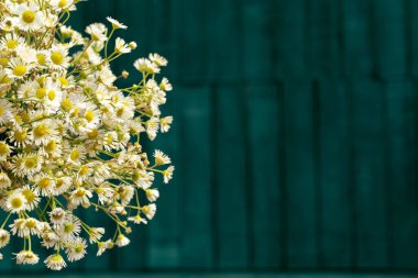 Aster ericoides, Symphyotrichum ericoides, beyaz fundalık aster, beyaz aster, fundalık aster, çiçek açan karlı çiçek