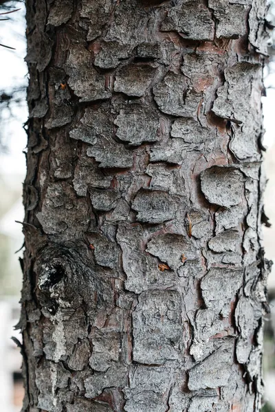 한 방울 의물 이 나무 매크로의 껍질을 타고 흘러내린다 — 스톡 사진