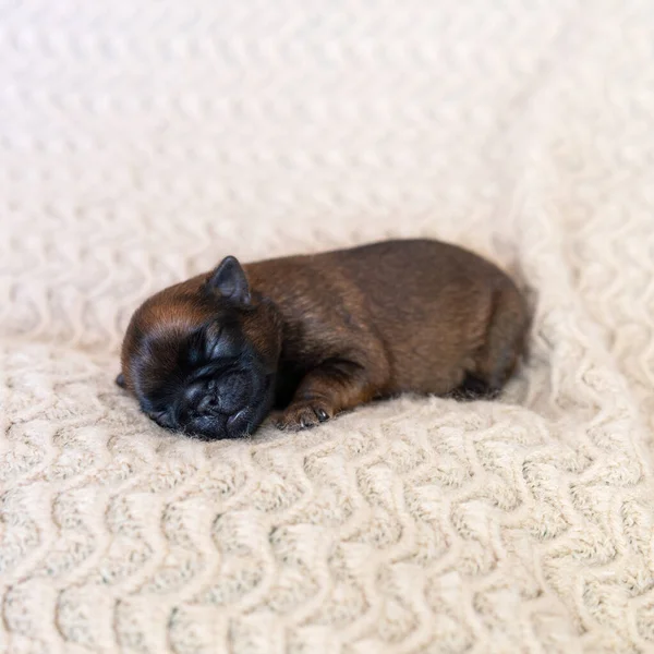 The little puppy squints, closes his eyes and wants to sleep. Newborn — Stock Photo, Image