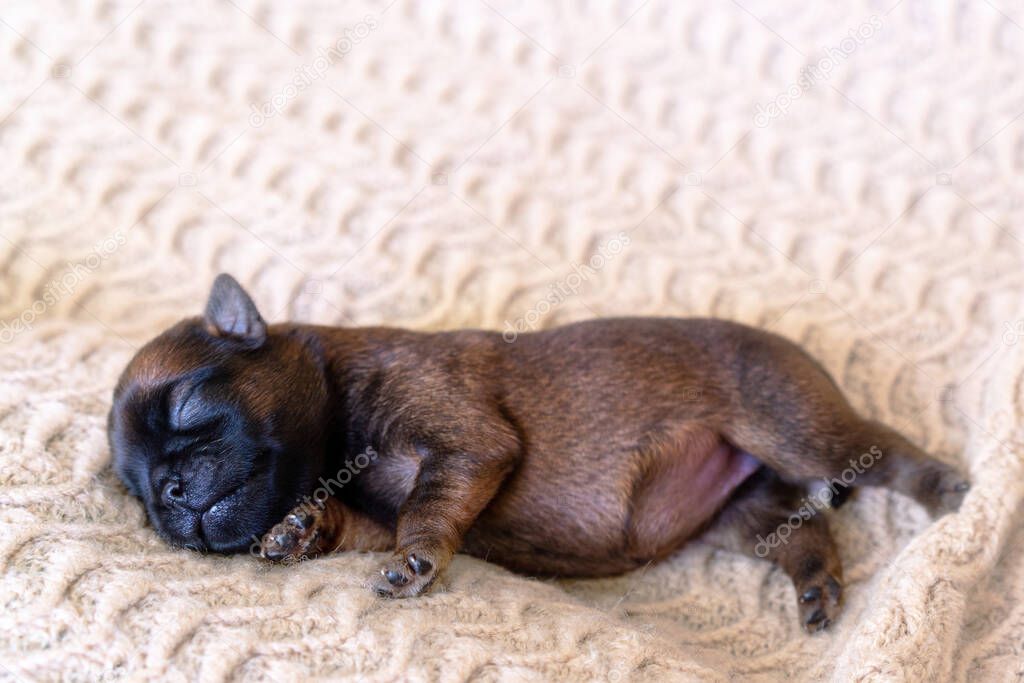 The little puppy squints, closes his eyes and wants to sleep. Newborn