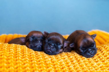 Üç yeni doğmuş yavru. Brüksel Griffonu battaniyenin üzerinde uyuyor.