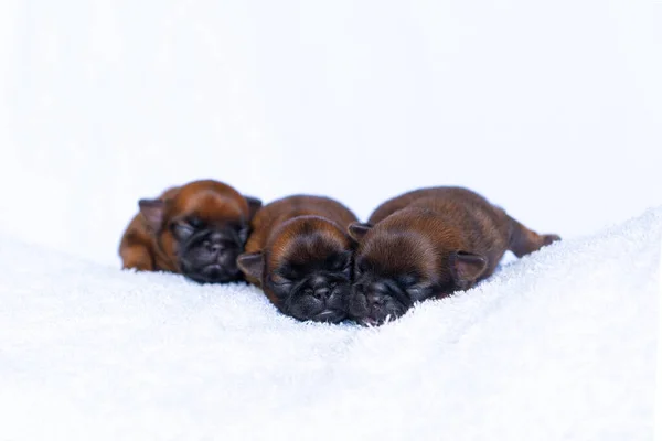 Три новонароджених цуценята-брюселі грифон спить на ковдрі — стокове фото