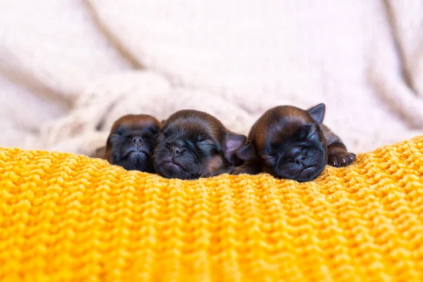Tři novorozená štěňátka bruselská gryfa spící na dece — Stock fotografie