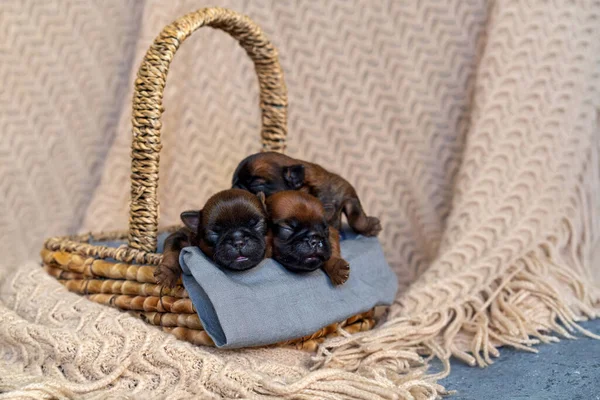 Три новонароджених цуценята солодко сплять у кошику — стокове фото
