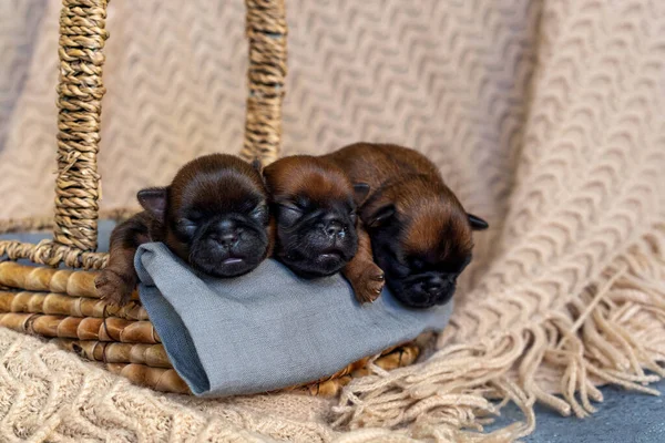 Три новонароджених цуценята солодко сплять у кошику — стокове фото