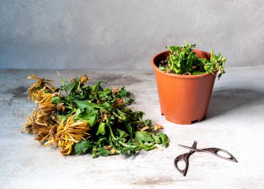 Saksıda ölü bir çiçeği budayın.