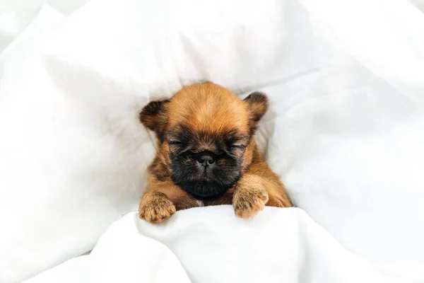 Um recém-nascido dormindo Bruxelas Griffon cachorro de cor vermelha encontra-se sob um cobertor branco com olhos fechados — Fotografia de Stock