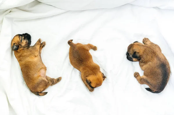 Newborn puppies of breed brussels griffon red color sleeping on a white background — Stock Photo, Image