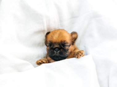 Uyuyan yeni doğan Brüksel Griffon köpek yavrusu kırmızı renkli beyaz bir battaniyenin altında gözleri kapalı yatıyor.