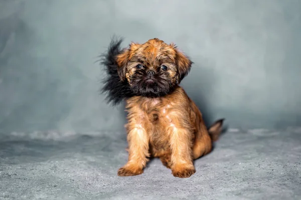 Bruxelas Griffon filhote de cachorro senta-se em um fundo cinza. Bonito. — Fotografia de Stock