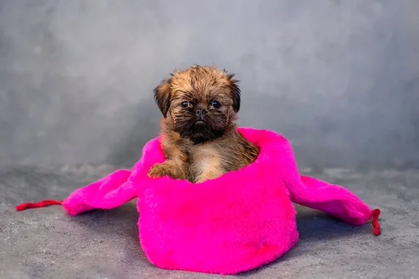 Bruxelas griffon cachorro usando um chapéu em um fundo cinza — Fotografia de Stock