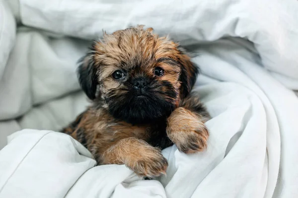 Dormindo bruxelas griffon filhote de cachorro cor vermelha encontra-se sob um cobertor branco — Fotografia de Stock