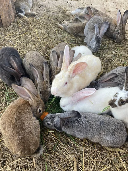 芝生の上で魅力的なウサギ 携帯の写真 高品質の写真 — ストック写真