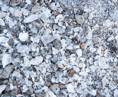 Birçok deniz kabuğu arka plan ya da doku olarak kullanılabilir. Yüksek kalite fotoğraf