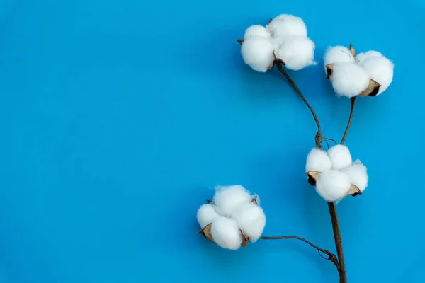 Каркас Бавовняних Квітів Свіжих Гілок Евкаліпта Синьому Фоні Ніжні Білі — стокове фото