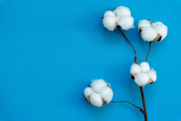 Frame of cotton flowers and fresh twigs of eucalyptus on a blue background. Delicate white cotton flowers. High quality photo