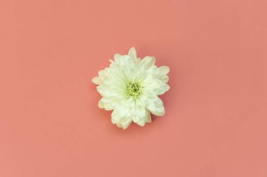 Pembe arka planda beyaz taç yaprakları olan bir çiçek. Yüksek kalite fotoğraf