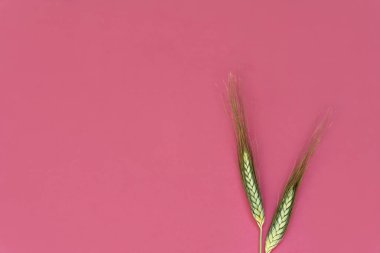 Arka planda iki altın buğday başağı görünüyor. Yüksek kalite fotoğraf