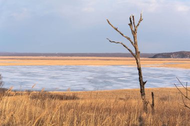 Tarlada kuru ağaç. Manzara. Yüksek kalite fotoğraf