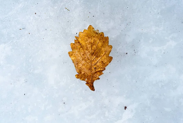 Winterfrost Auf Einem Eichenblatt Mit Frostbedecktem Hintergrund Landschaft Mit Kopierraum — Stockfoto