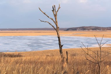Tarlada kuru ağaç. Manzara. Yüksek kalite fotoğraf