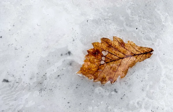 Vinterfrost Ett Eklöv Med Frosttäckt Bakgrund Landskap Med Kopieringsutrymme Högkvalitativt — Stockfoto