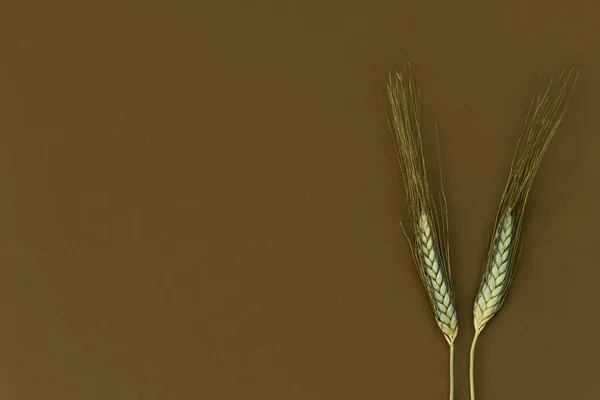 Верхний вид двух золотых колосьев пшеницы на фоне — стоковое фото