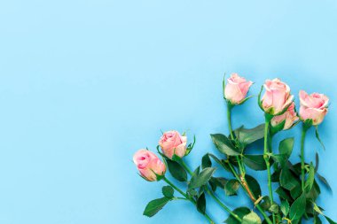 Arka planda pembe güller, fotokopi alanı. Yüksek kalite fotoğraf
