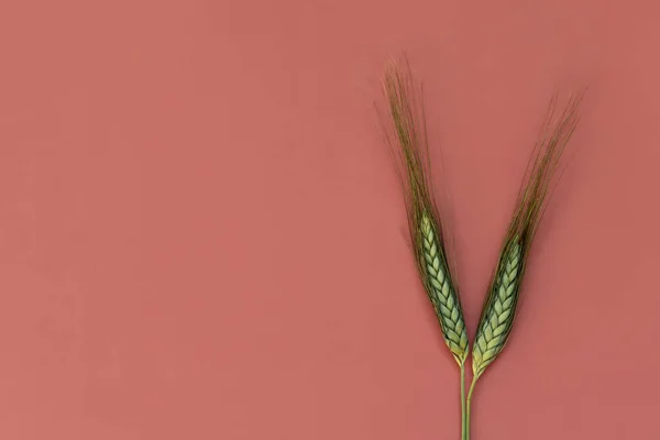 Верхний Вид Двух Золотых Колосьев Пшеницы Заднем Плане Высокое Качество — стоковое фото