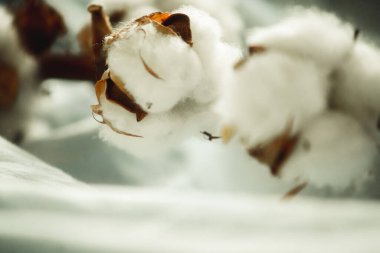 Bir pamuk dalı, yakın plan kumaşta. 