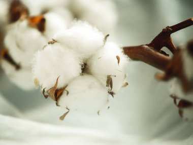 Bir pamuk dalı, yakın plan kumaşta. 