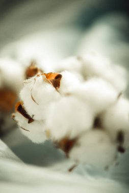 Kumaşın üzerinde bir pamuk dalı