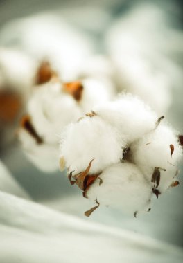 Kumaşın üzerinde bir pamuk dalı