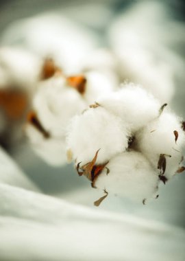 Kumaşın üzerinde bir pamuk dalı